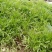 芦蒿苗一年种植可多年采摘