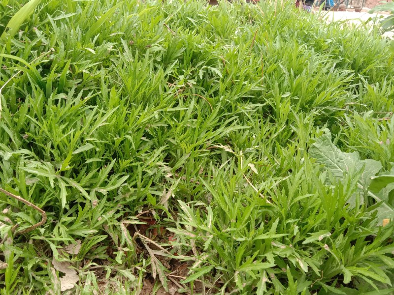 芦蒿苗一年种植可多年采摘