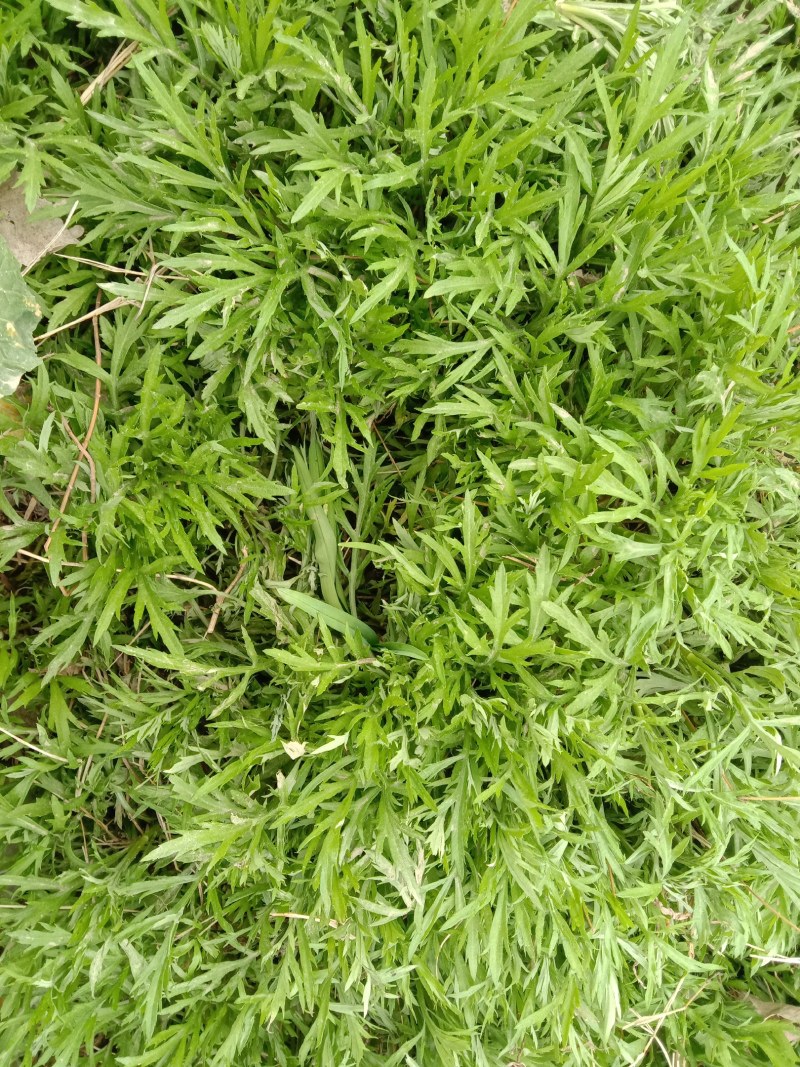芦蒿苗一年种植可多年采摘