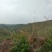 化州15000亩山地出租，可种桉树，果树等各种经济作物