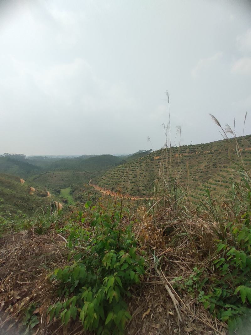 化州15000亩山地出租，可种桉树，果树等各种经济作物