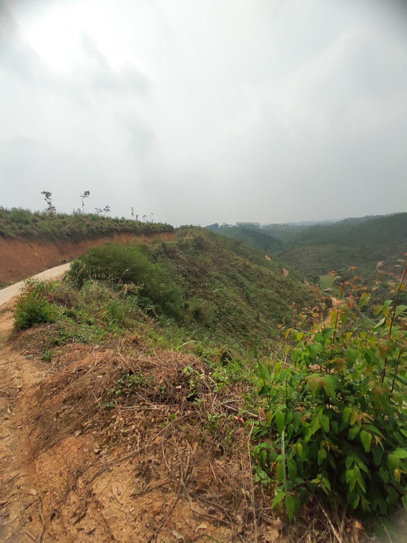 化州15000亩山地出租，可种桉树，果树等各种经济作物