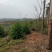 化州15000亩山地出租，可种桉树，果树等各种经济作物