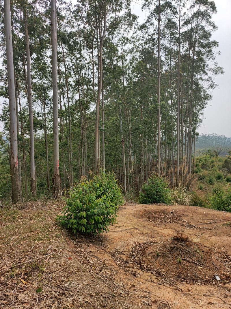 化州15000亩山地出租，可种桉树，果树等各种经济作物