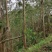 化州15000亩山地出租，可种桉树，果树等各种经济作物