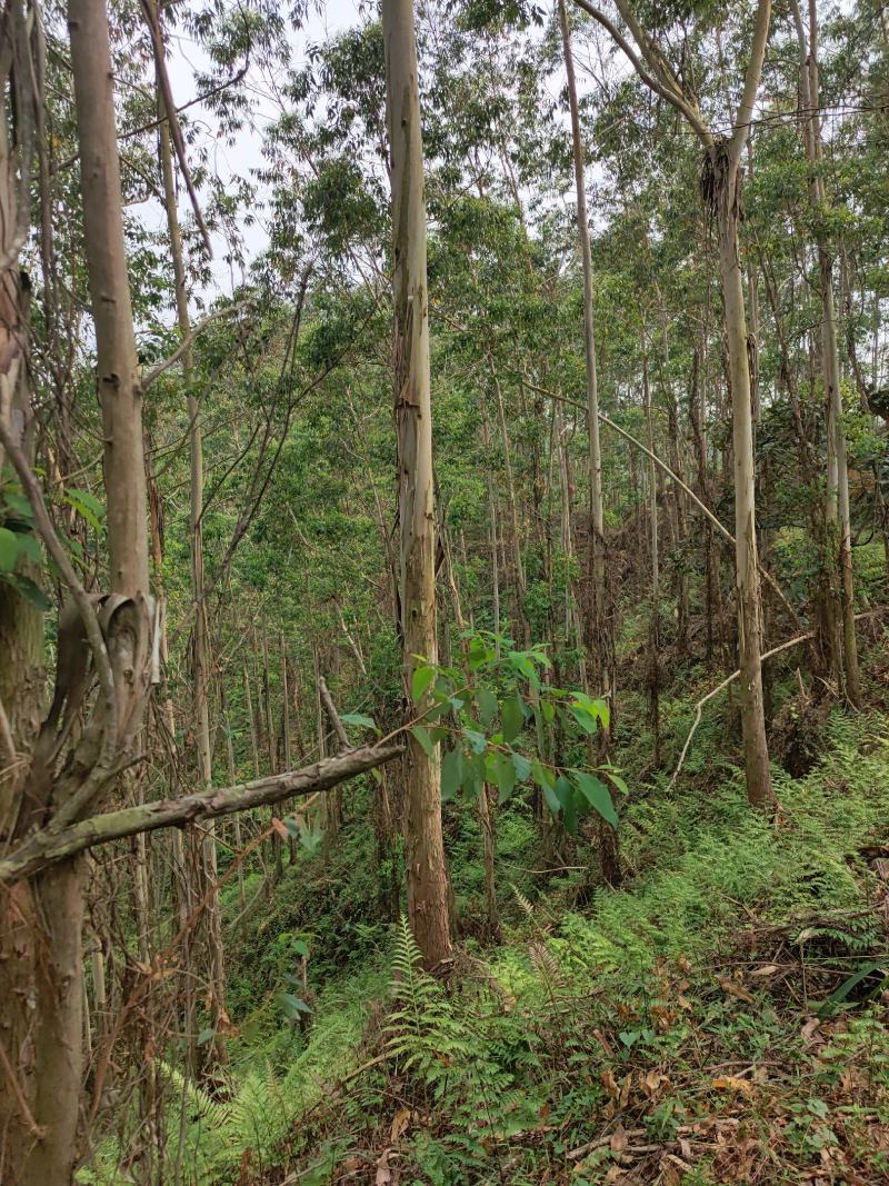 化州15000亩山地出租，可种桉树，果树等各种经济作物