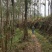 化州15000亩山地出租，可种桉树，果树等各种经济作物