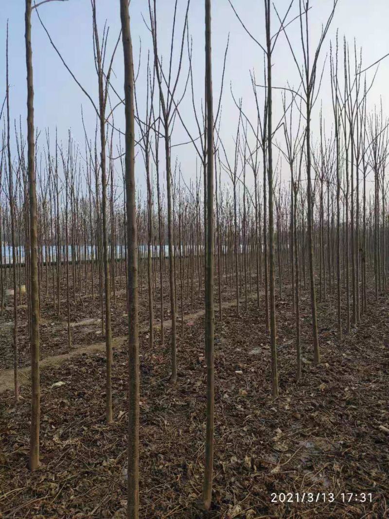 3到5公分楸树30000棵