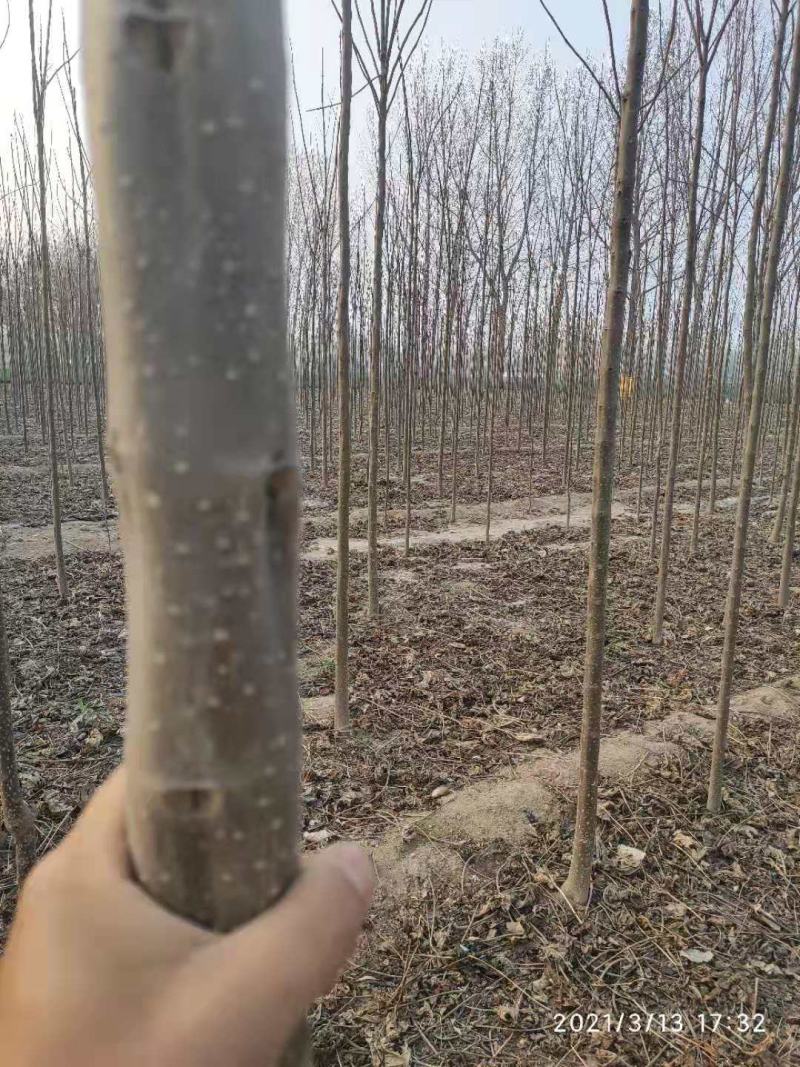 3到5公分楸树30000棵