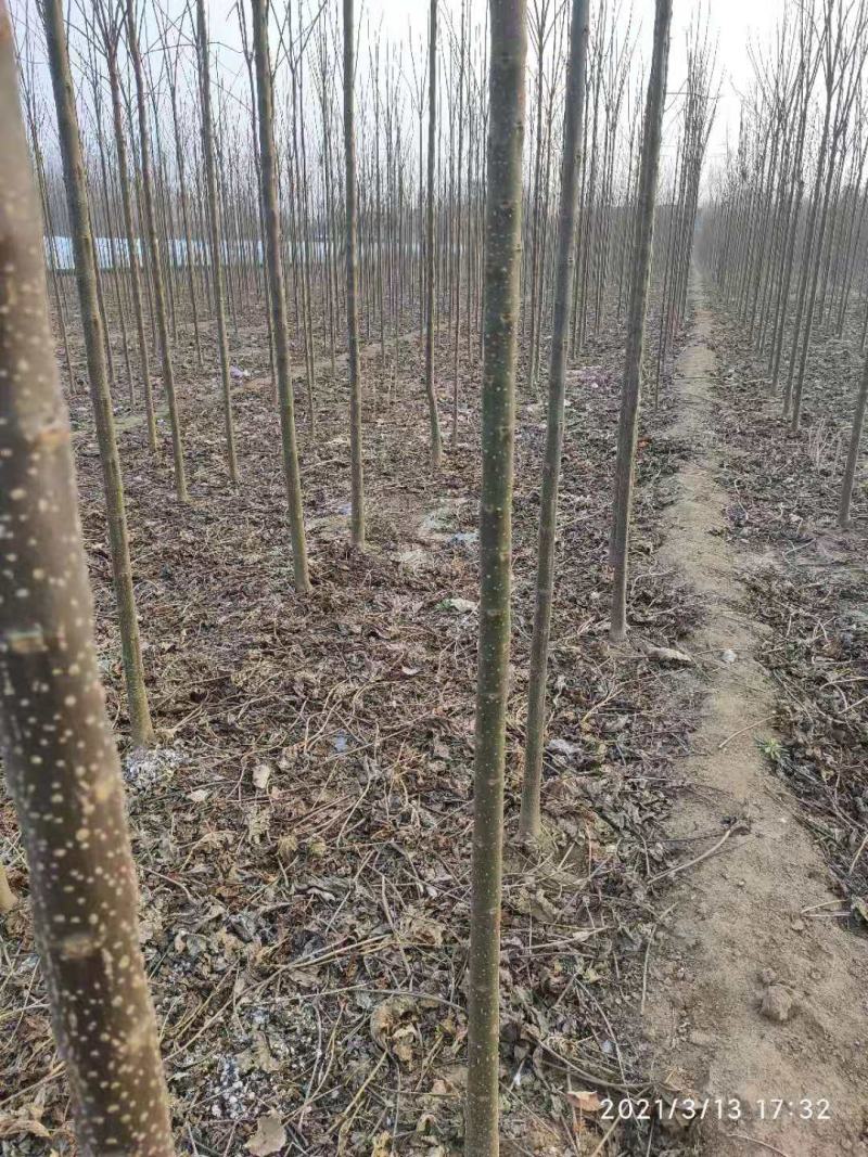 3到5公分楸树30000棵