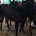 德州驴乌头驴改良肉驴200~400斤，耐粗饲养殖场直供