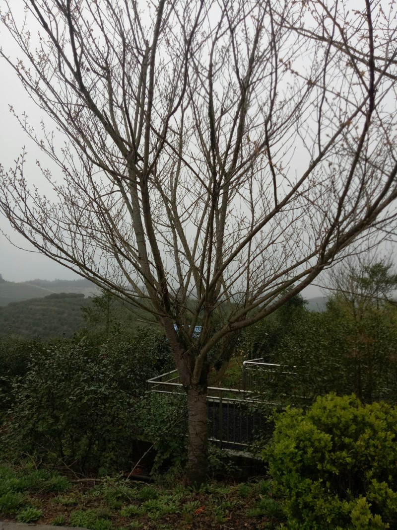 樱花精品60到80公分分枝15公分