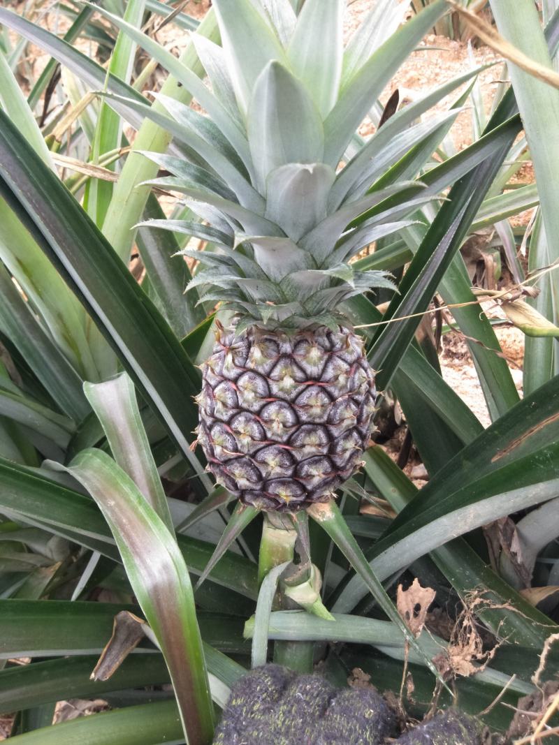 福建菠萝菠萝花菠萝罐头果