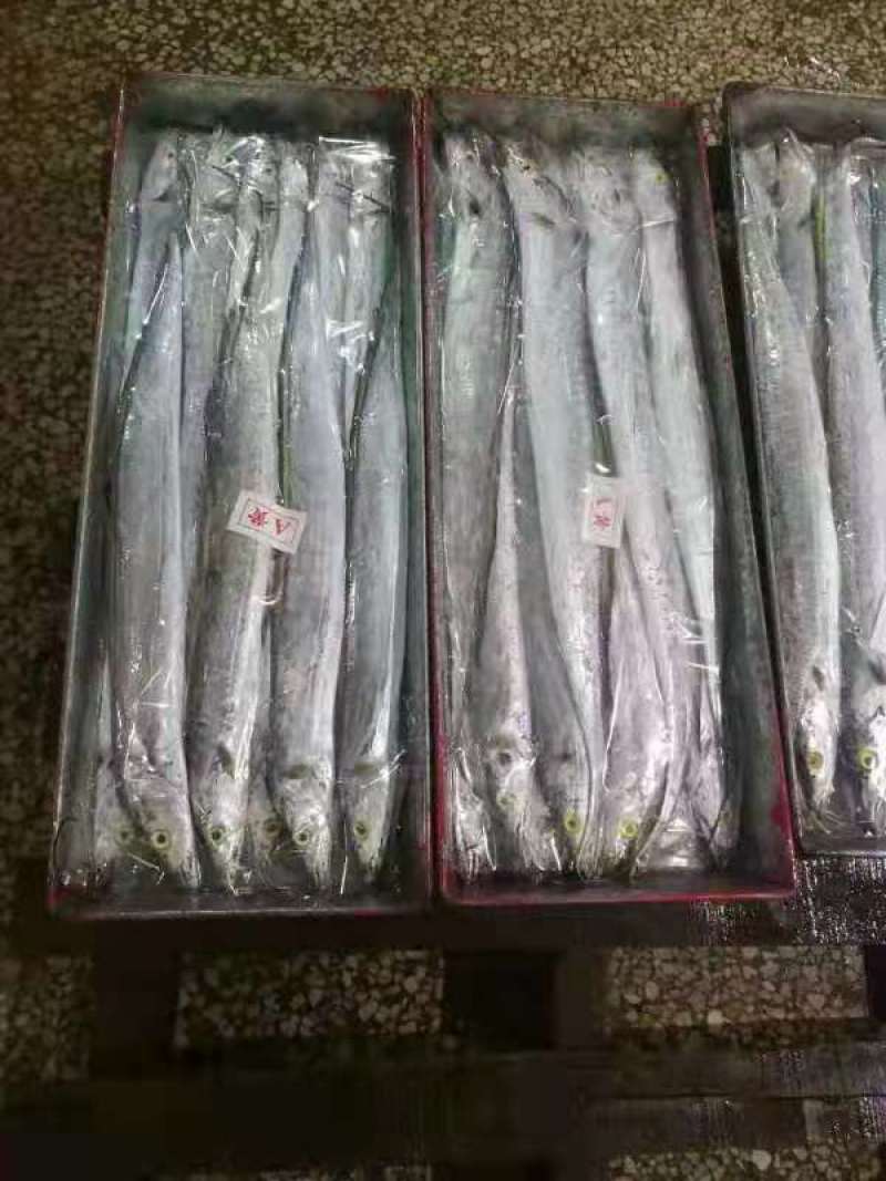 靓带鱼，***任何化学剂，一手货源，工厂直销。