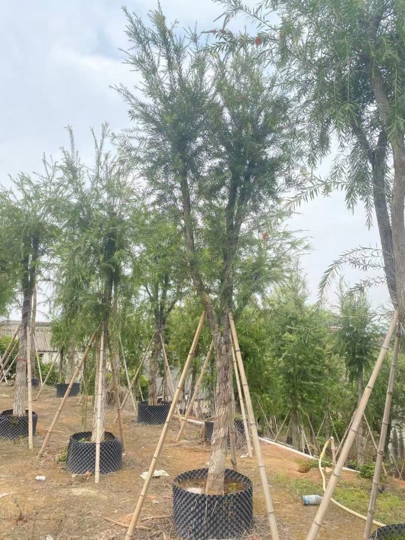 红千层（串钱柳）12-15公分