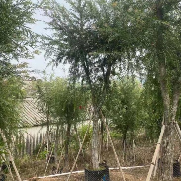 红千层（串钱柳）12-15公分