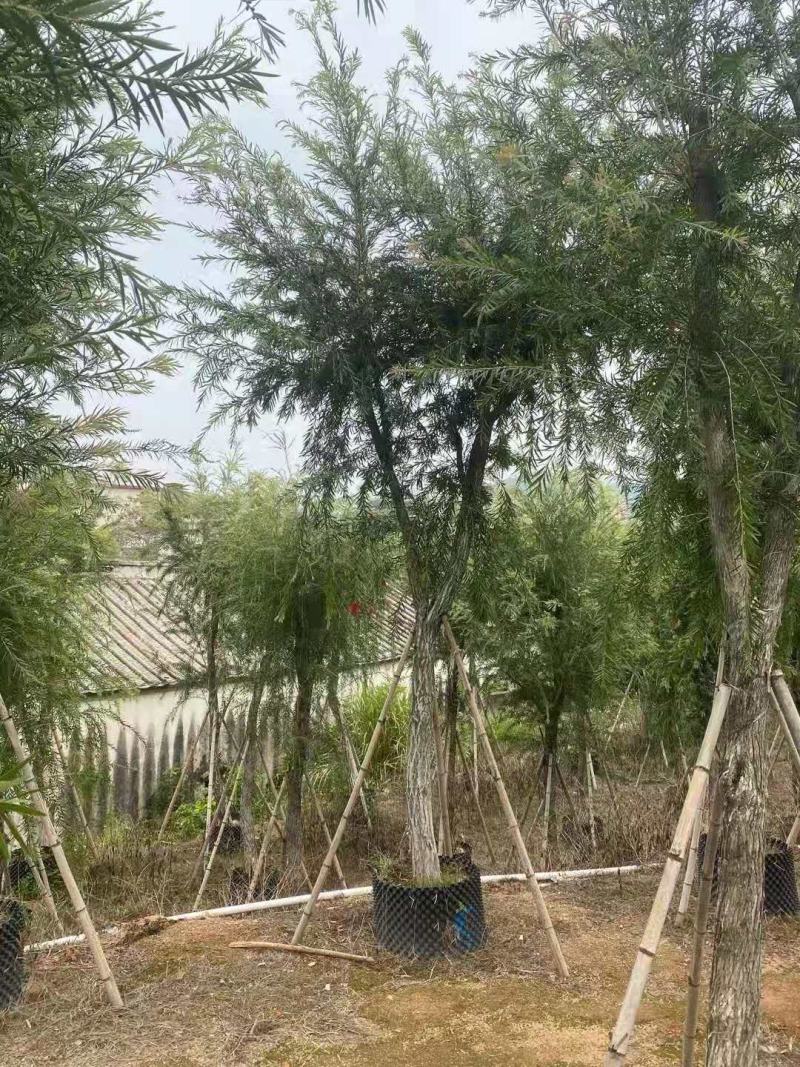 红千层（串钱柳）12-15公分