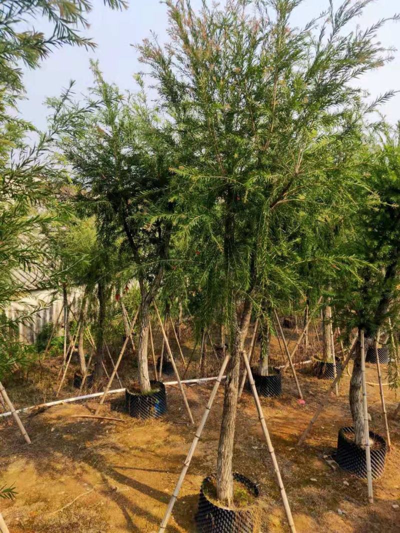 红千层（串钱柳）12-15公分