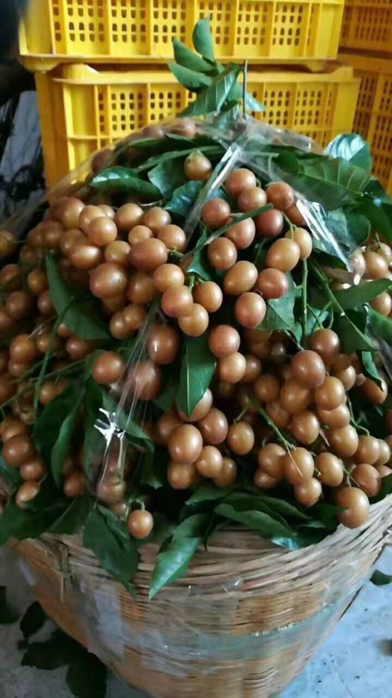 桂林平乐正宗黑黄皮树苗
