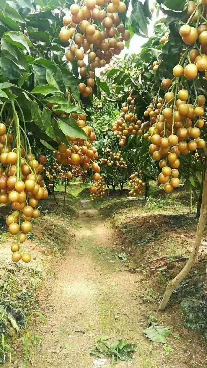 桂林平乐正宗黑黄皮树苗