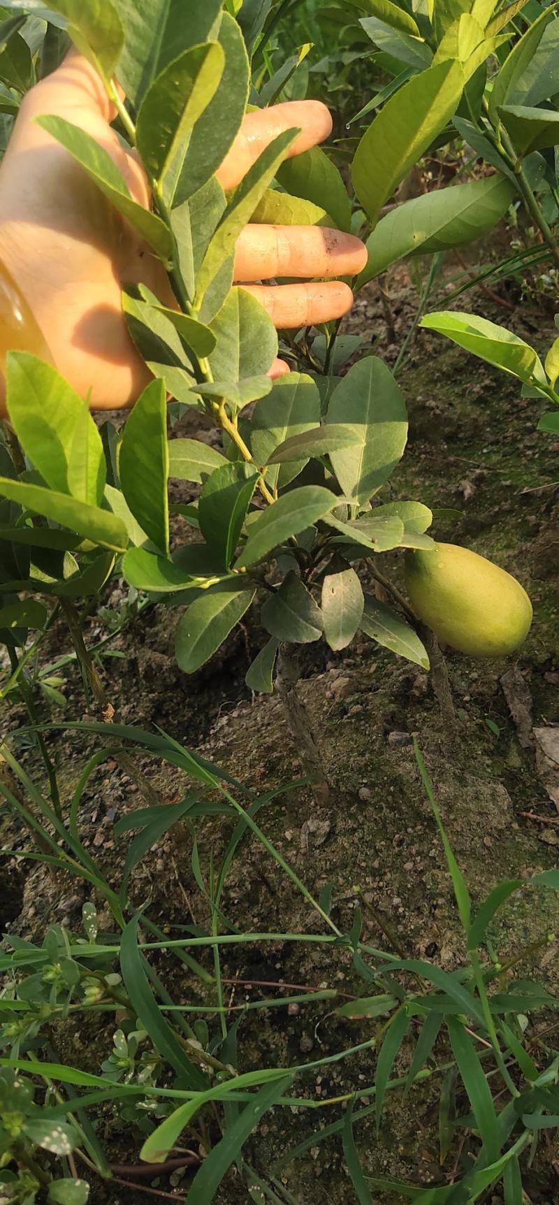 广东香水柠檬四季柠檬树苗苗圃产地现挖香水柠檬无籽