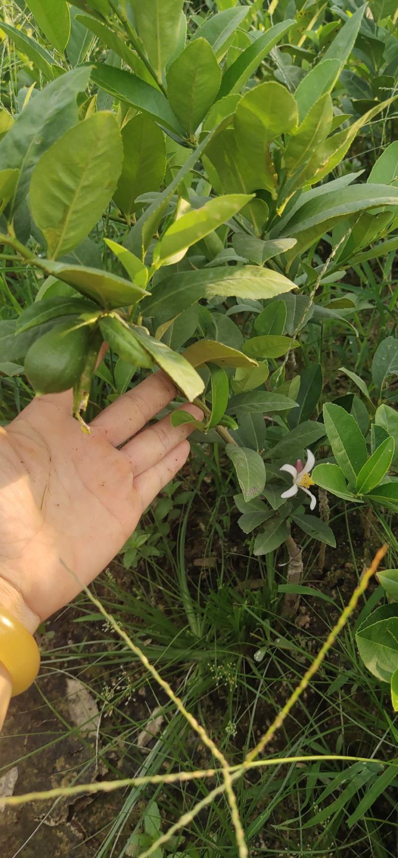 广东香水柠檬四季柠檬树苗苗圃产地现挖香水柠檬无籽