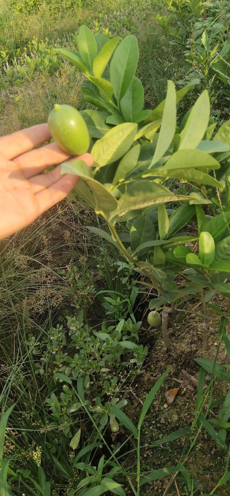 广东香水柠檬四季柠檬树苗苗圃产地现挖香水柠檬无籽