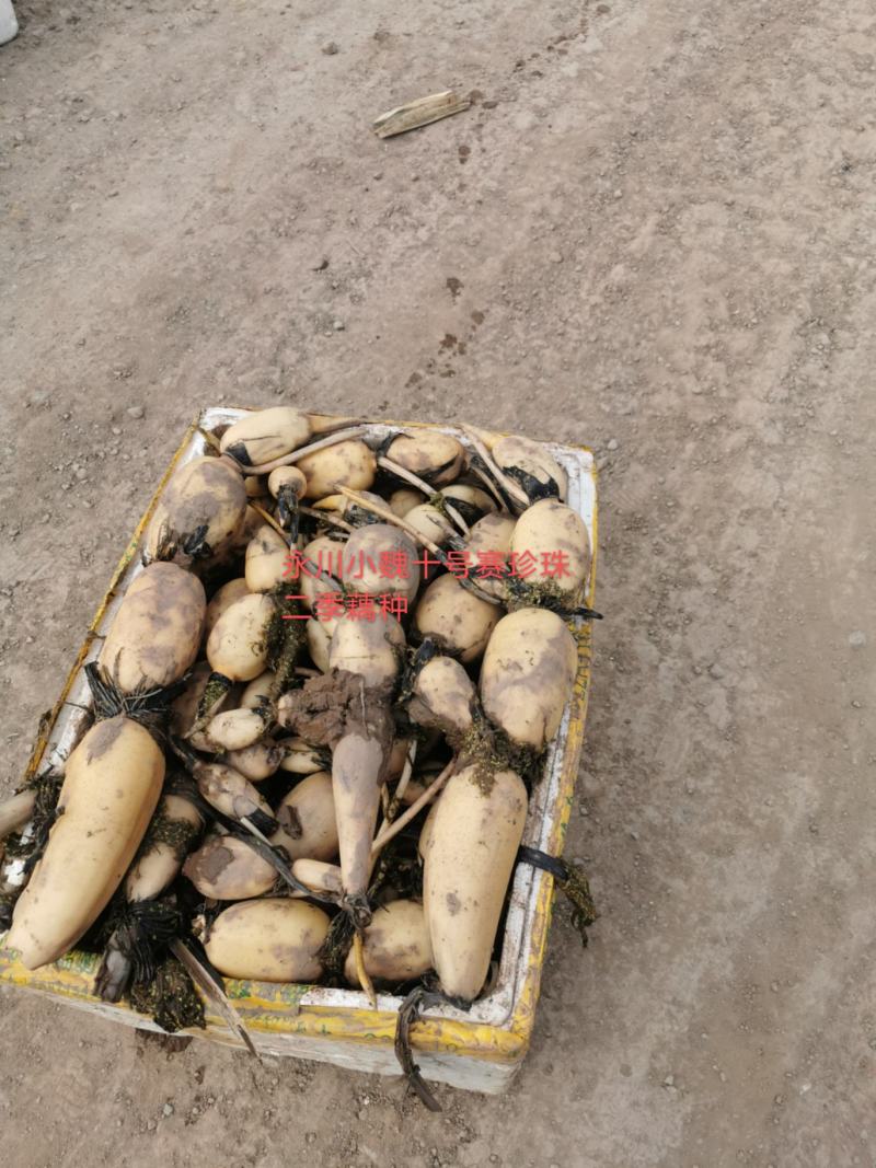 精品十号赛珍珠二季藕种