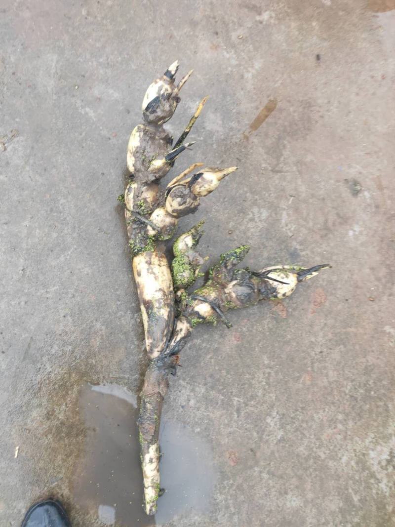精品十号赛珍珠二季藕种