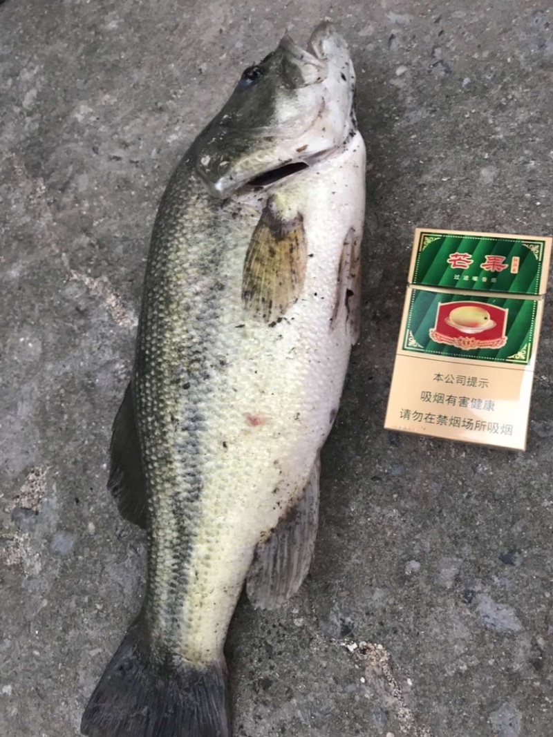🔥🔥精品优质大鲈鱼-肉质鲜美本地直销-质量好量大从优