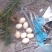 卖土鸡蛋正宗放养土鸡，纯粮食喂养！鸡🥚香