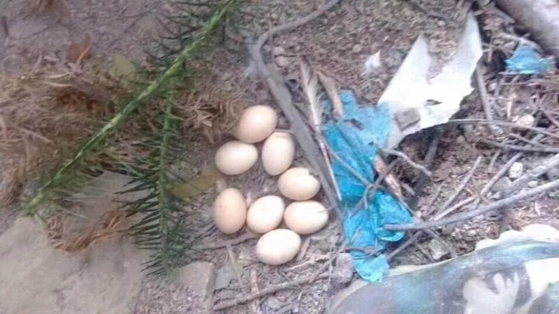 卖土鸡蛋正宗放养土鸡，纯粮食喂养！鸡🥚香