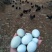 卖土鸡蛋正宗放养土鸡，纯粮食喂养！鸡🥚香