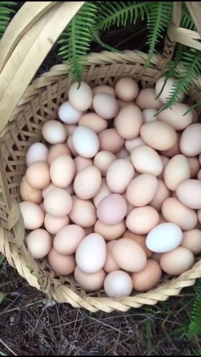 卖土鸡蛋正宗放养土鸡，纯粮食喂养！鸡🥚香