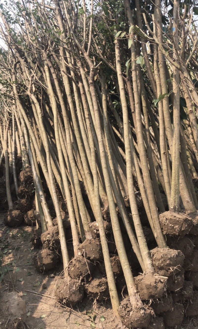 出售精品大叶女贞2-4cm需要的可以联系我