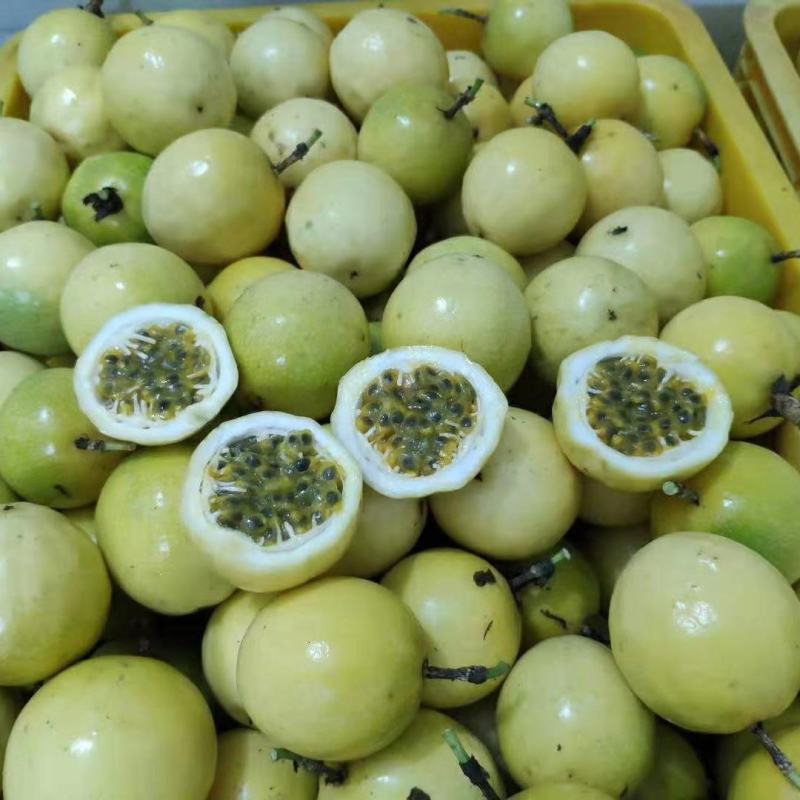 黄金百香果苗品种纯正带土四季爬藤果大肉厚盆栽地栽