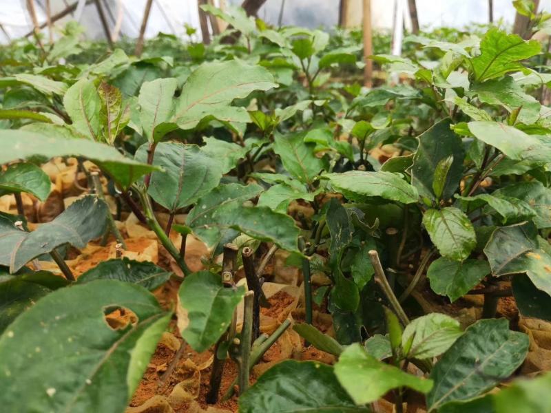 黄金百香果苗品种纯正带土四季爬藤果大肉厚盆栽地栽