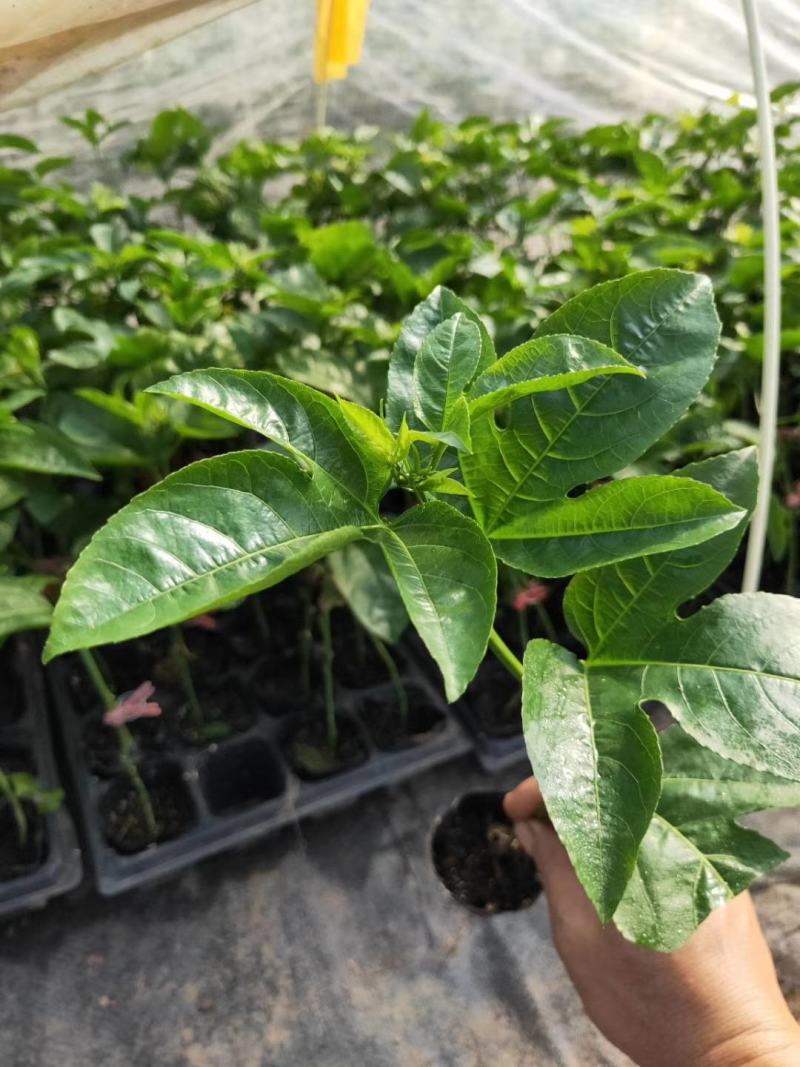 黄金百香果苗品种纯正带土四季爬藤果大肉厚盆栽地栽