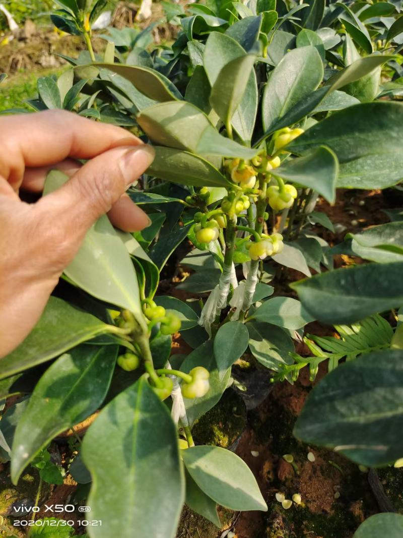 嫁接八角苗种花盆带花苗