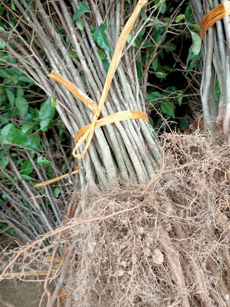 场地大量供应棠梨苗棠梨苗棠梨小苗可嫁接