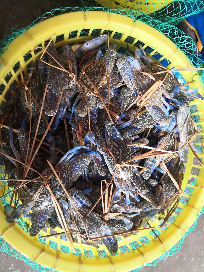 新鲜浅网活兰花蟹，每天早上码头上货，规格齐全。
