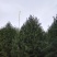 泰安市泰山区白皮松基地（1--6米）基地直销