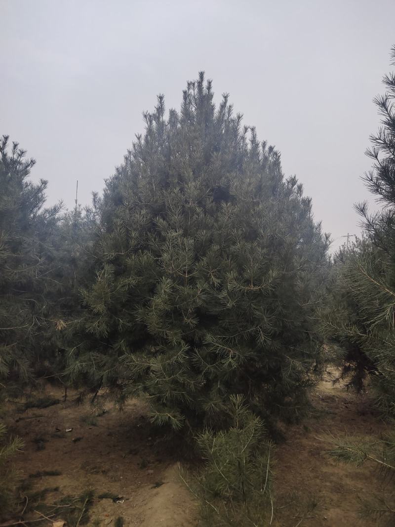 泰安市泰山区白皮松基地（1--6米）基地直销