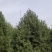 泰安市泰山区白皮松基地（1--6米）基地直销