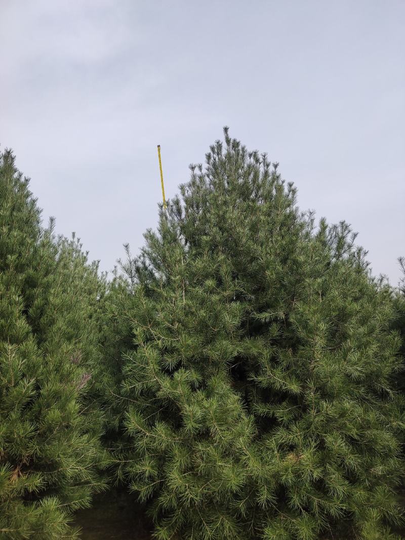 泰安市泰山区白皮松基地（1--6米）基地直销