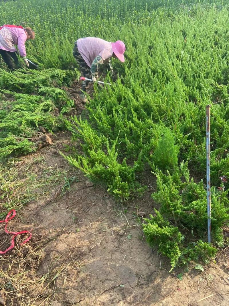 低价出售小龙柏，苗圃直销龙柏基地一手货源