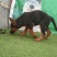 牧羊犬，长毛牧羊犬，牧羊犬幼犬，全国发货