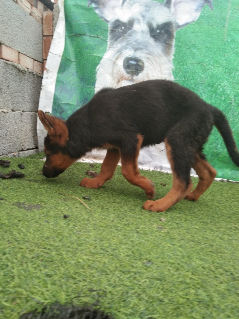 牧羊犬，长毛牧羊犬，牧羊犬幼犬，全国发货