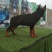 牧羊犬，长毛牧羊犬，牧羊犬幼犬，全国发货