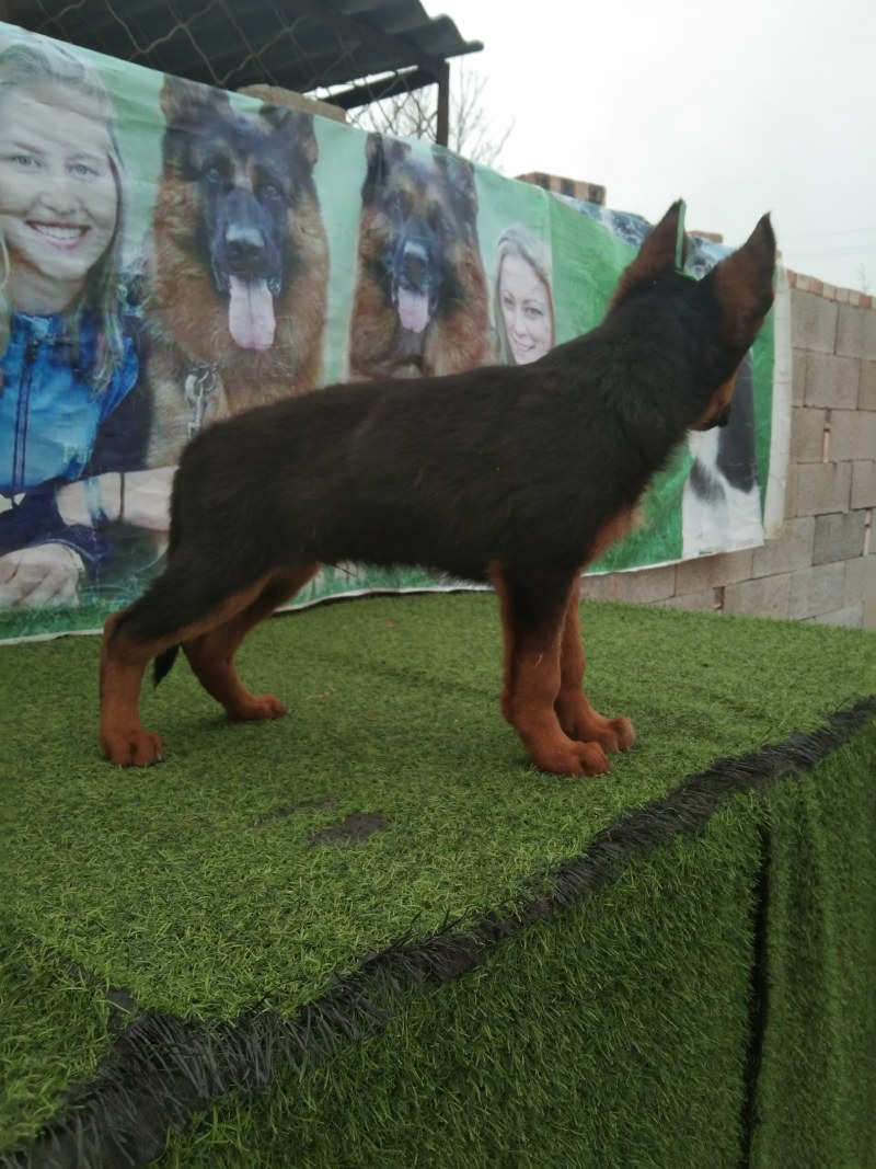 牧羊犬，长毛牧羊犬，牧羊犬幼犬，全国发货